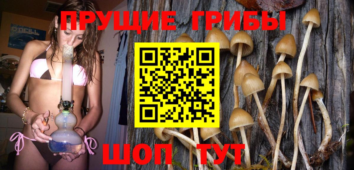 Черкесск  Галлюциногенные грибы Psilocybe  Вход с VPN 